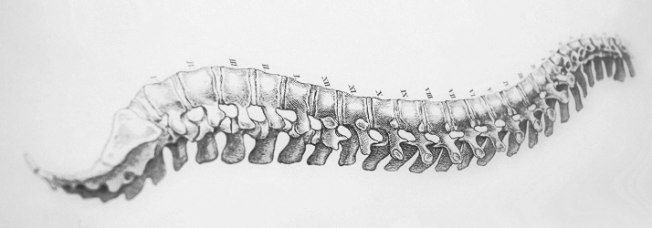 Chiropractic Gilbert AZ Spine Drawing Grey spine drawing.